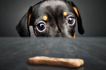 CBD for Pets