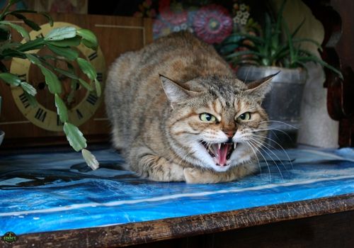 Cat at vet getting a check up