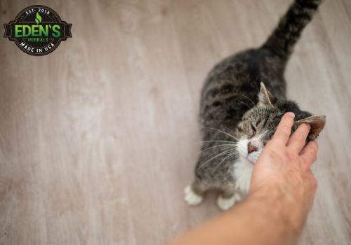 cat getting pat by his owner