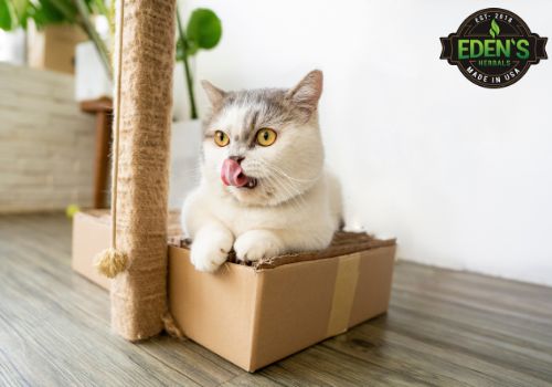 Cat sitting in his cat bed under a cat tower