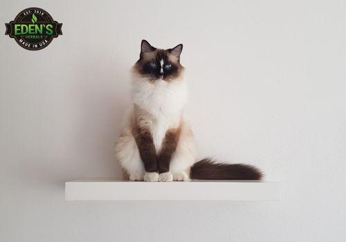 white fluffy cat sitting up on a shelf on the wall