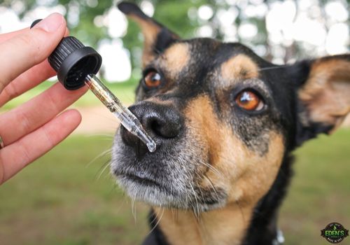 dog taking his daily dose of eden's herbals cbd oil for dogs