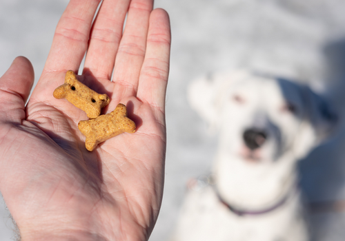 Closeup of hand holding cbd oil dog treats while a dog sits waiting in the background