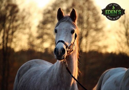 horse standing in sunset by trees