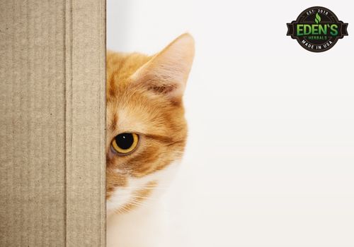 cat peeking out behind a cardboard box