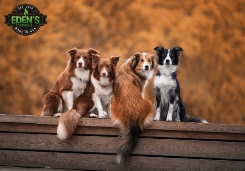 dogs posing for photo in nature