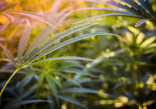 Natural hemp leaves in setting sunlight
