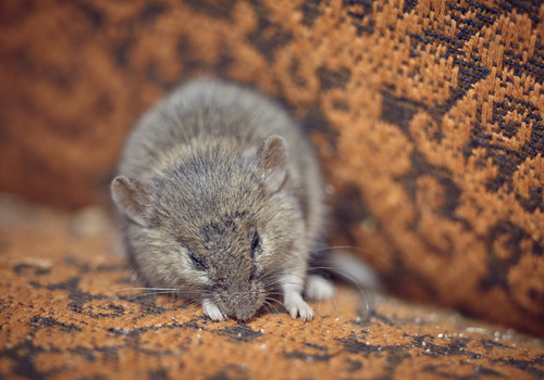 Sleepy mouse on patterned carpet