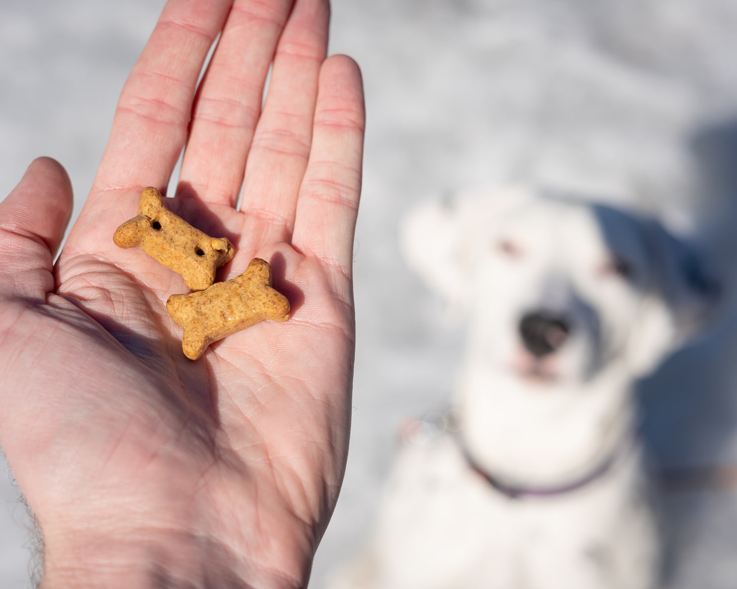 Owner using a CBD dog treat to relax their dogs anxiety
