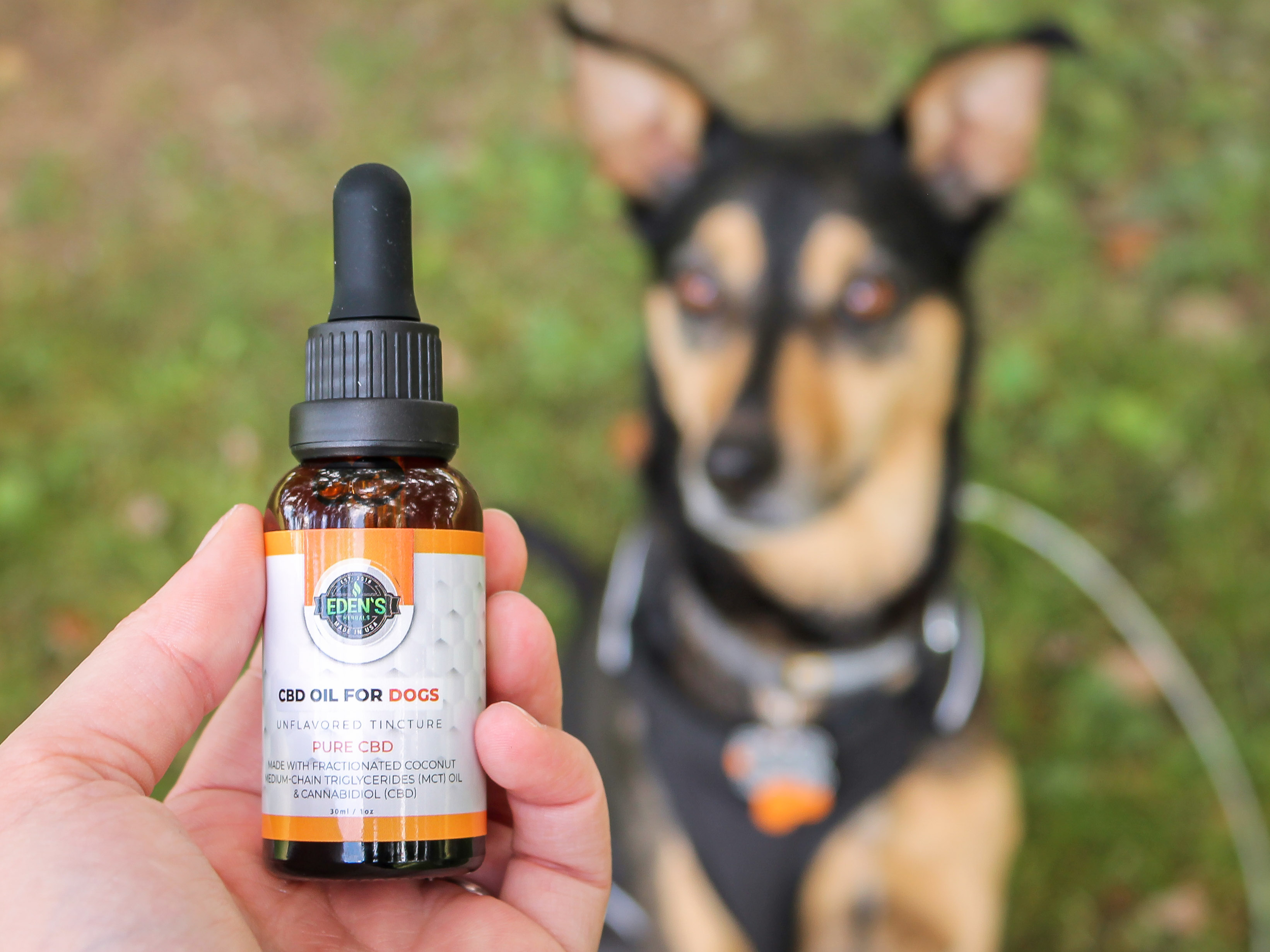 Dog owner holding up tincture of cbd oil for dogs while their dog waits patiently for their dosage
