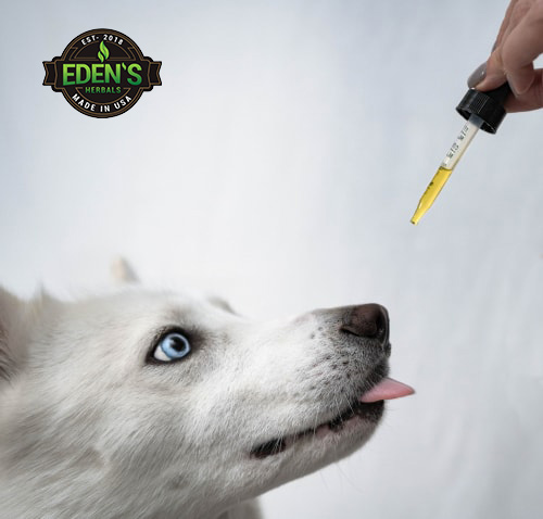 Dog taking CBD oil from tincture