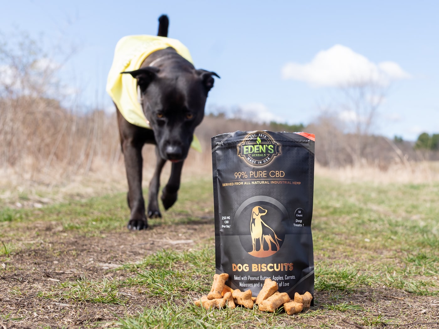 Dog running to CBD dog treats to treat separation anxiety