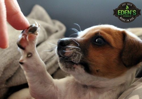 Cute little puppy putting is paw on his owners finger