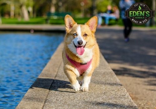 dog running on a boat deck