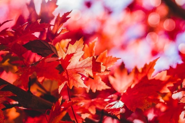 Red fall foliage