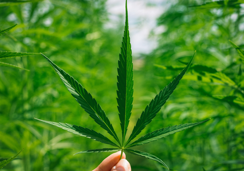 Closeup of hand holding up cannabis leaf in a field of marijuana plants