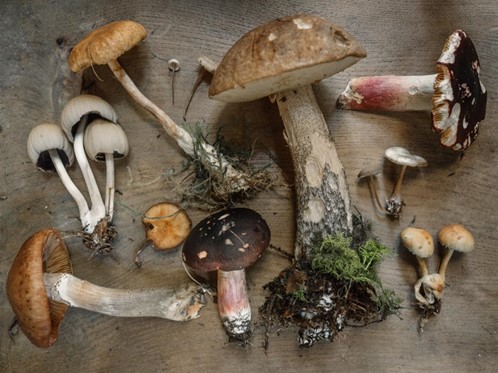 Different types of magic mushrooms