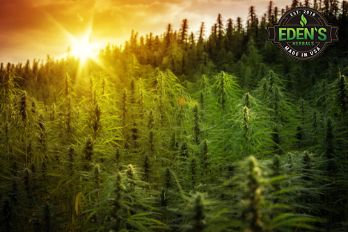 A forest of all natural hemp plants at sunset