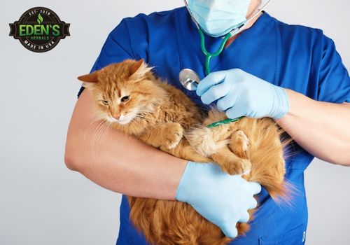 cat being held by vet getting a check up