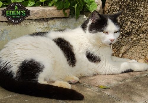 black and white cat laying down