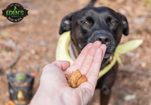 Eden's Herbals CBD dog treats being given to furry friend