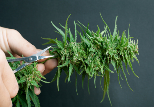 Cannabis leaves with hand holding scissors about to trim them