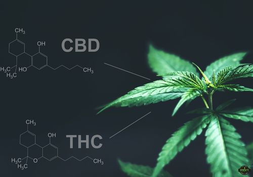 words thc and cbd with chemical structures and cannabis plant behind it