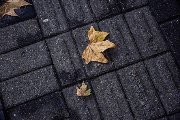 Natural fall leaves on pavement