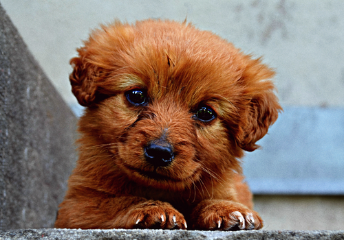 Furry puppy poking head up from behind wall