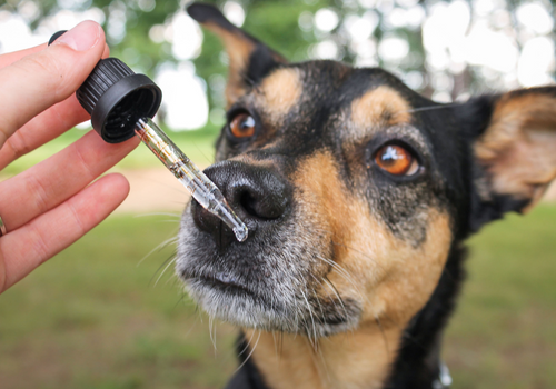 Closeup of hand holding dropper full of cbd oil while dog looks at it curiously