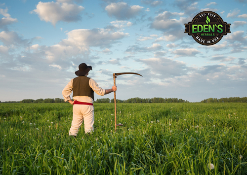 Hemp farmer surveying field
