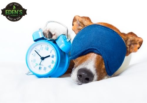 dog sleeping with eye mask next to an alarm clock