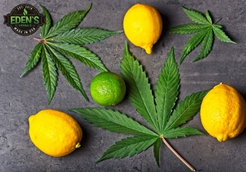 hemp leaves surrounded by lemons and limes