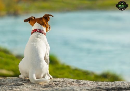 cute dog overlooking the ocean