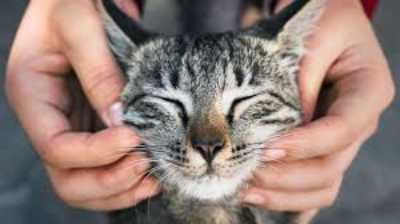 CBD Oil for Cats: What Curious Pet Owners Should Know (Without the Hype)