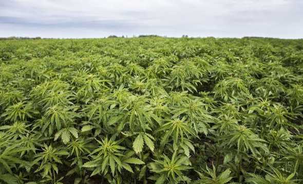 History of Hemp In America